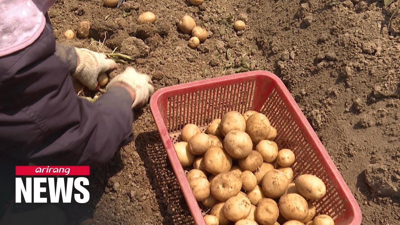 S. Korea exporting potatoes, 200 years after their introduction