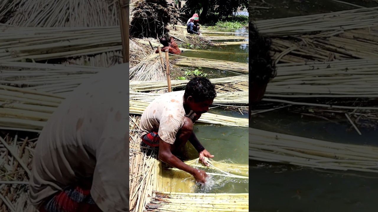 Stripping Jute Fibre 