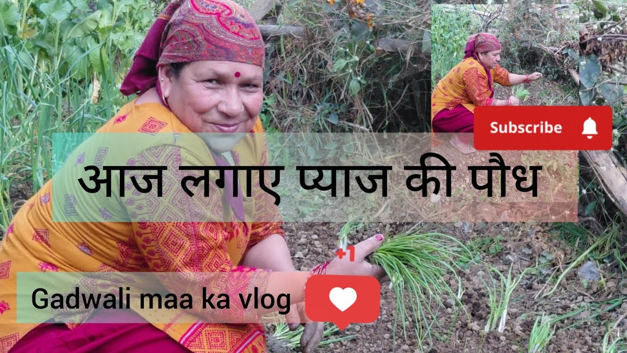  आज लगाए प्याज के पौधे।। Gadwali maa ka vlog।। 
