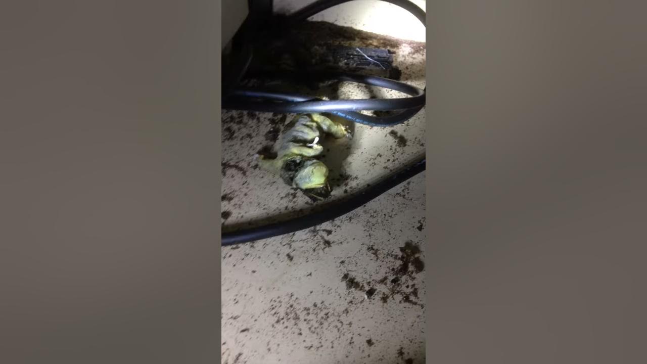 Lizard Eaten By Maggots YouTube lizard-eaten-by-maggots-youtube