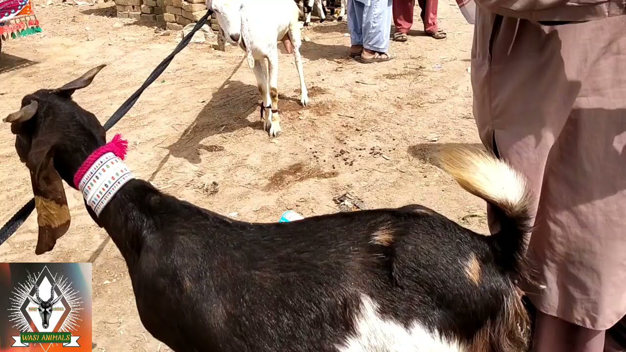 Worlds no 1 Gulabi  Goats  Interview !GULABI BAKRA Pure gulabi pink goatsmost5biggest in world