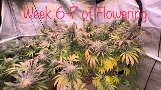 Week 6-7 of Flowering - Optic Slim LED - Ethos Planet of the Grapes and Neptunes Candy(My Strain)