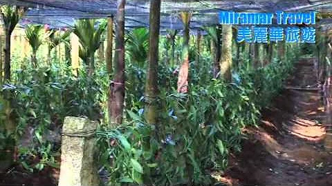 美丽华旅游 海南岛 兴隆热带植物园 - 天天要闻