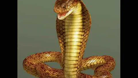 Qual è il femminile di cobra?