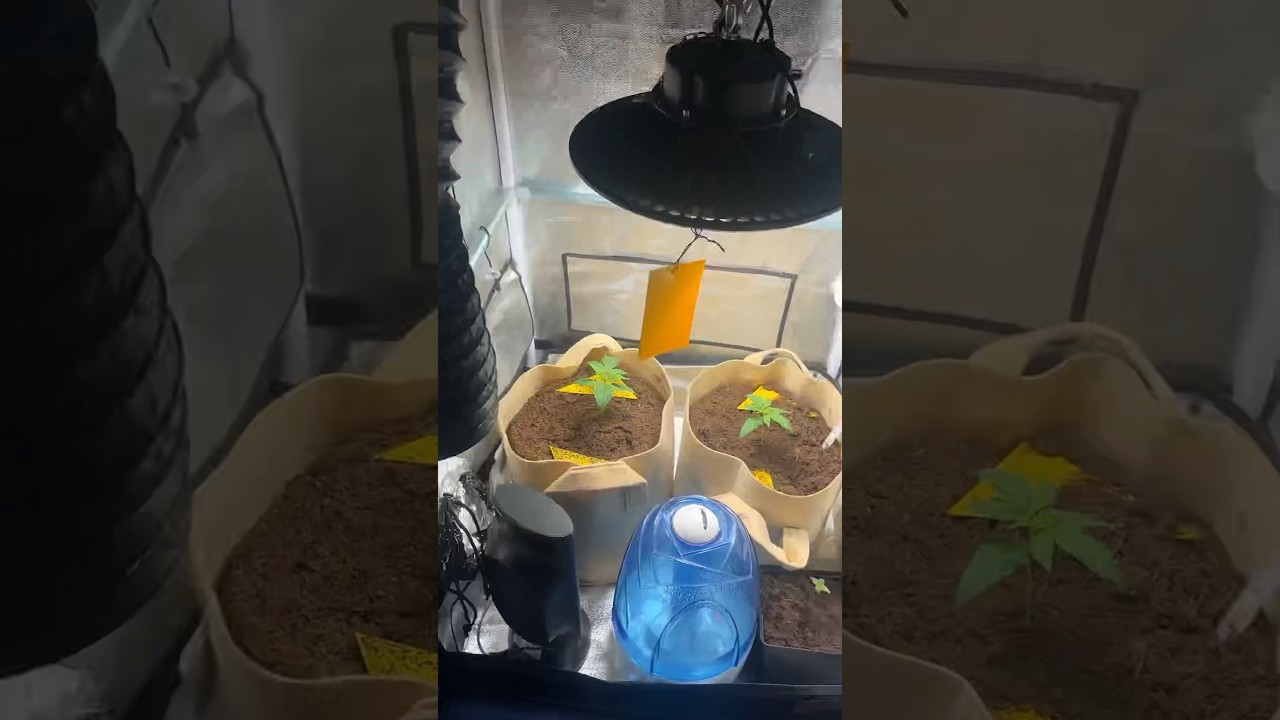 Cookies Gelato Auto [RQS] 1/5