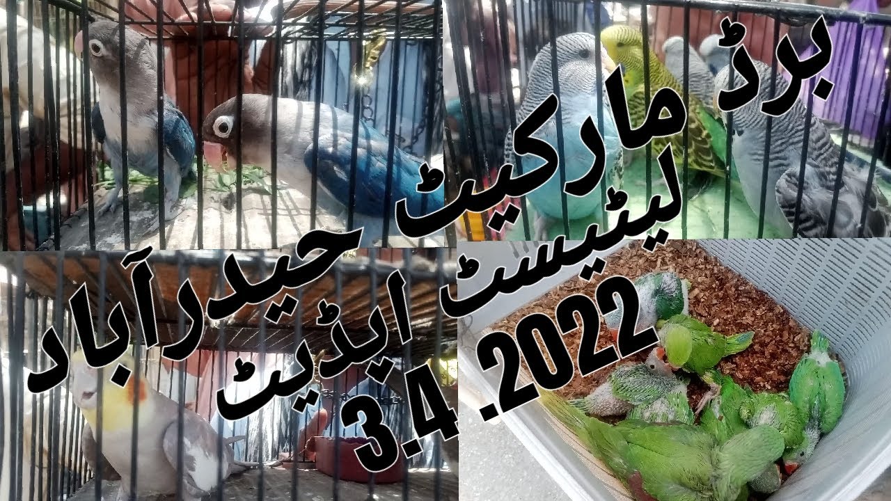 Sunday Bird Market Hyderabad | Latest Update | 3-4-2022 | Panhwar Bird Lover