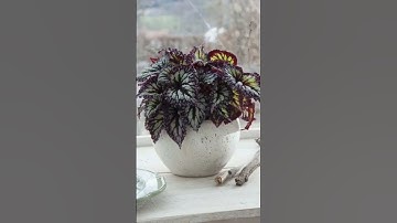 Beautiful Begonias 🌸 Unique Leaf Patterns for Home Decor#shorts #begonia #indoorplants #garden