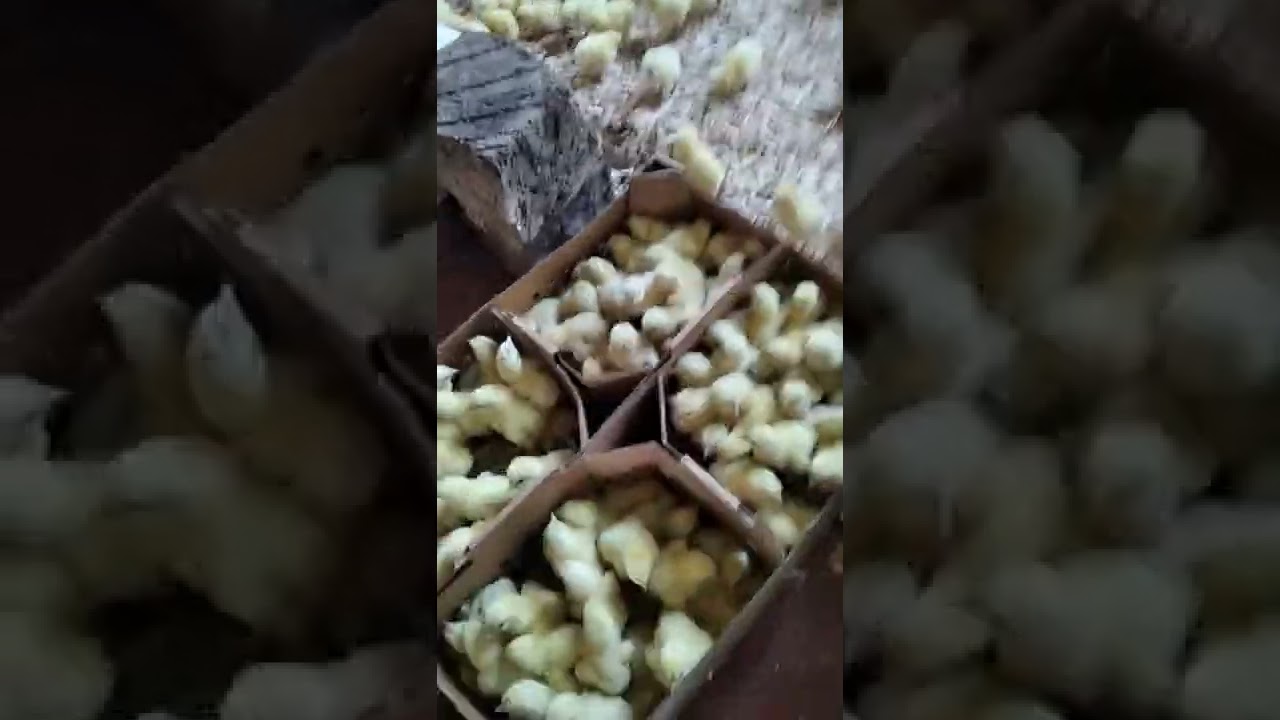 Unboxing of Isinya Day Old chicks