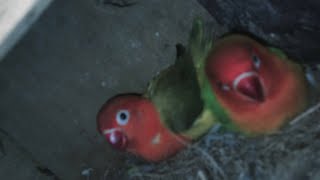 MENJODOHKAN LOVEBIRD  || CARA CEPAT DAN EFEKTIF