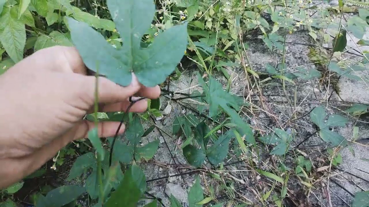 kala nisoth ka asli paudha | काला निशोथ (त्रिवृत्) का असली दर्शन | Ayushyogi