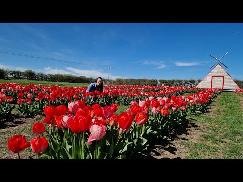 LOWER DRAYTON TULIP'S FARM 🇬🇧 #TULIP'S FLOWER'S 2026 I BritPinay Journey