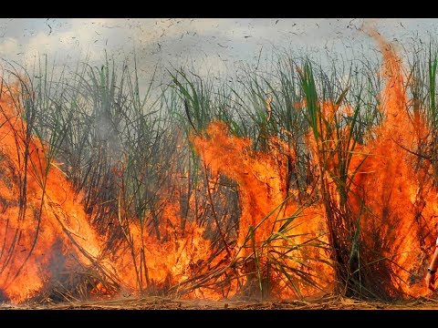Vídeo: Por que eles queimam campos de cana-de-açúcar?