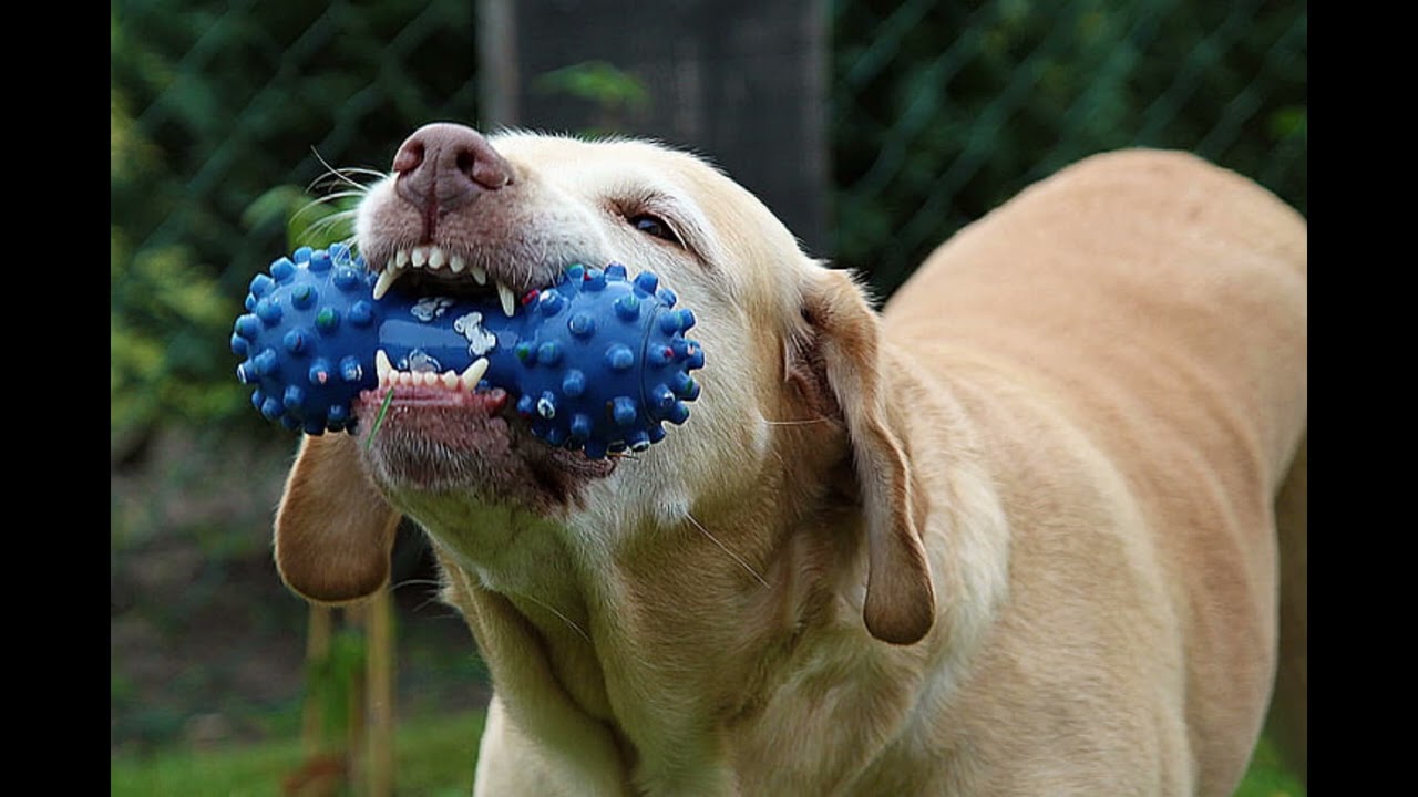 1 hour silence occasionally broken up by Squeaky Dog Toy Sound Effect