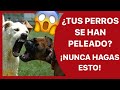 ¿Qué HACER si mis PERROS SE PELEAN ENTRE ELLOS? 🛑 - ¡NUNCA HAGAS ESTO! 😰