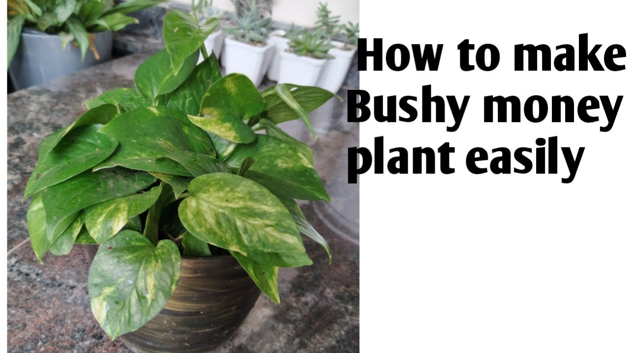 How to make bushy money plant easily# Leafy Gardener 