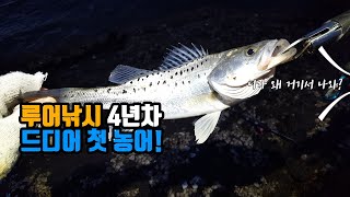 태안 루어낚시 민어도 갯바위에서 인생 첫 농어를! 🐟