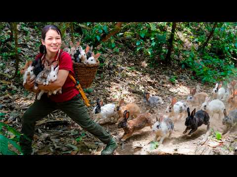 How to Catching Wild Rabbits in the Forest—Bringing Them Home to Raise | Nature Survival Life