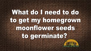 Q&A – How do I get my homegrown moonflower seeds to germinate?