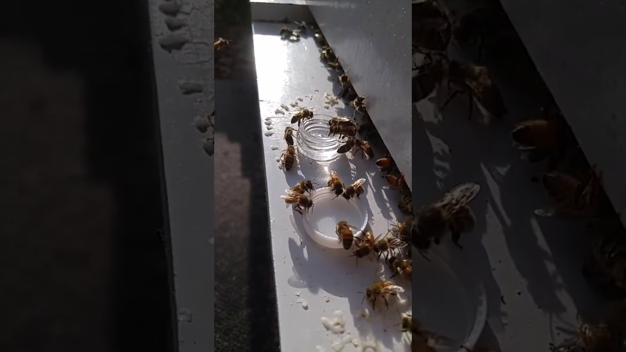 Sugar water for my bees--with essential oils