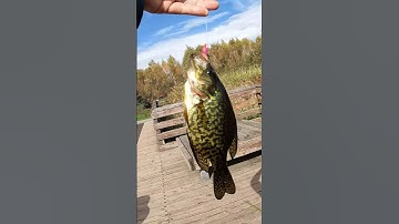 Autumn crappie fishing from the bank in a peace afternoon