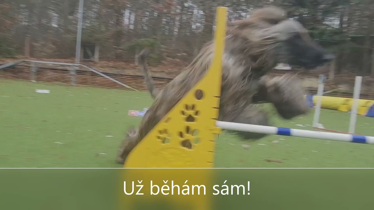 Agility with Afghan hound