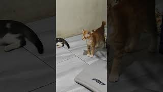 Masih ngantuk #babycatsmeowing #kucingngantuk #kucingtidur #miko #kucinglucu