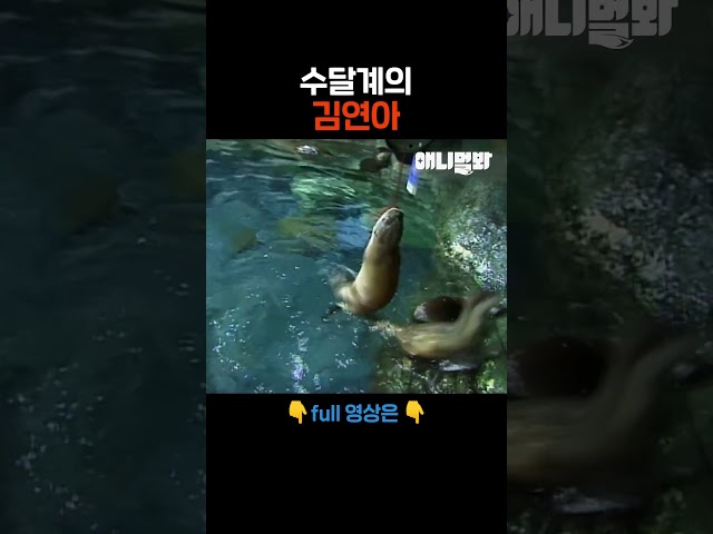 태릉선수촌이 놓친 수달 #애니멀봐 #shorts