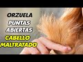 COMO TENER CABELLO LARGO: PUNTAS MALTRATADAS - J.M. Montaño