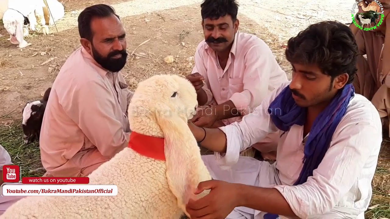 SODA of Kajla Chatra of Qurbani Eid 2018 - SARGODHA KAJLA ACHI CHEEZ HIGH DEMAND !