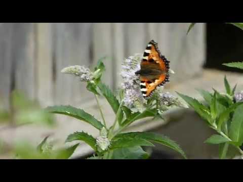 Бабочка Крапивница