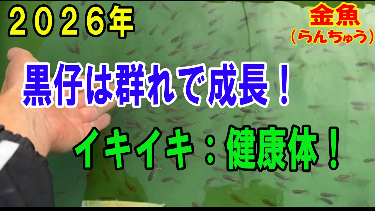 らんちゅう 優良血統 特上らんちゅう入店しました‼️ 前回と同じ血統です。 今回はお