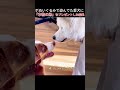 ぬいぐるみで遊んでた愛犬に「本物の弟」をプレゼントした結果…