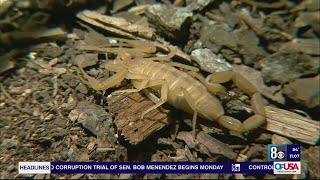 Scorpions invade southwest Las Vegas valley neighborhoods, residents say