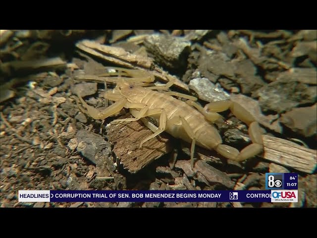 Scorpions invade southwest Las Vegas valley neighborhoods, residents say class=