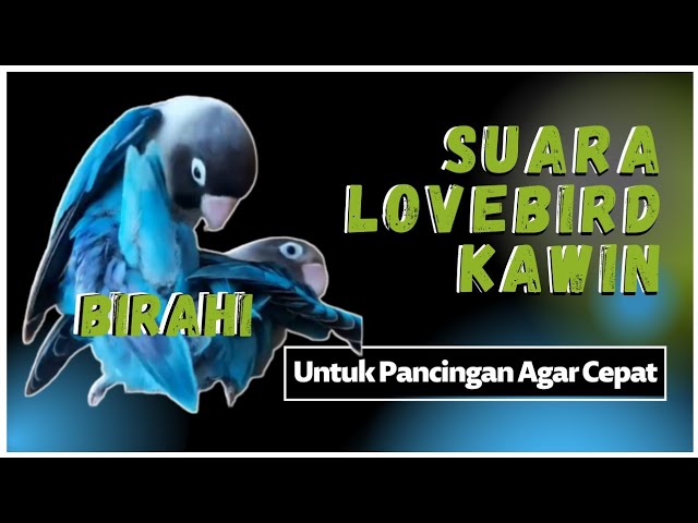 SUARA LOVEBIRD KAWIN COCOK UNTUK PANCINGAN AGAR LOVEBIRD CEPAT BIRAHI !!! class=