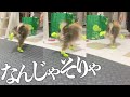 初めて靴を履いた子犬ポメラニアンが変な走り方をした一瞬wwwww