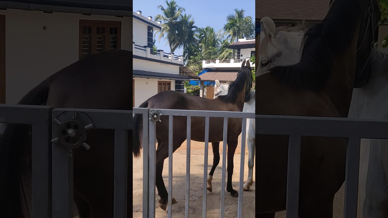 Horse For sale Kerala 9048725242(1) YouTube