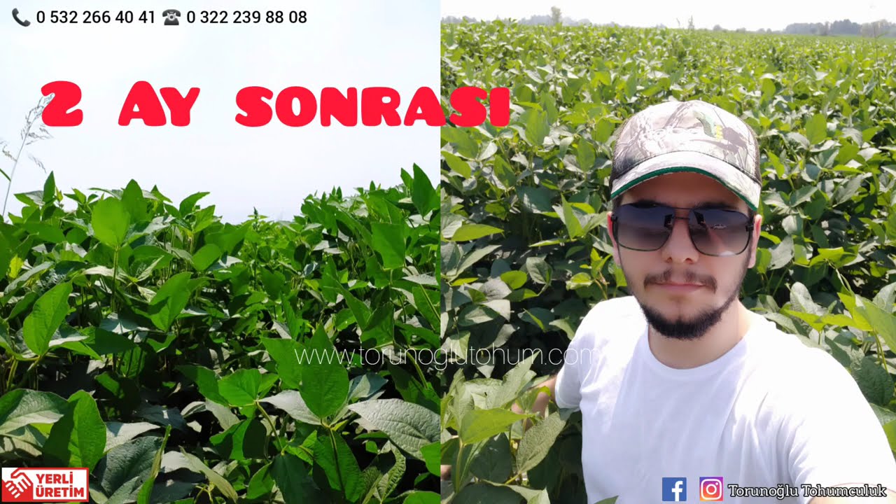 SİLAJLIK SOYA TOHUMU ARAZİDE 2 AYLIK DEĞİŞİM 🌱 80 GÜNLÜK HALİ ⚠