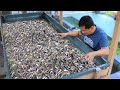 Releasing 4,000 Catfish babies in the Mudpond!