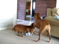 Ali the Boxer Dog playing with the Teddy Bear