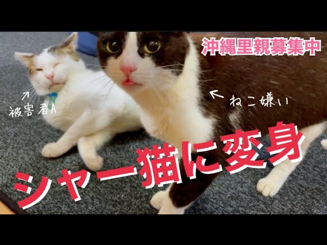 沖縄里親募集]ゲージから出してと言うので解放したらシャー猫に変身 