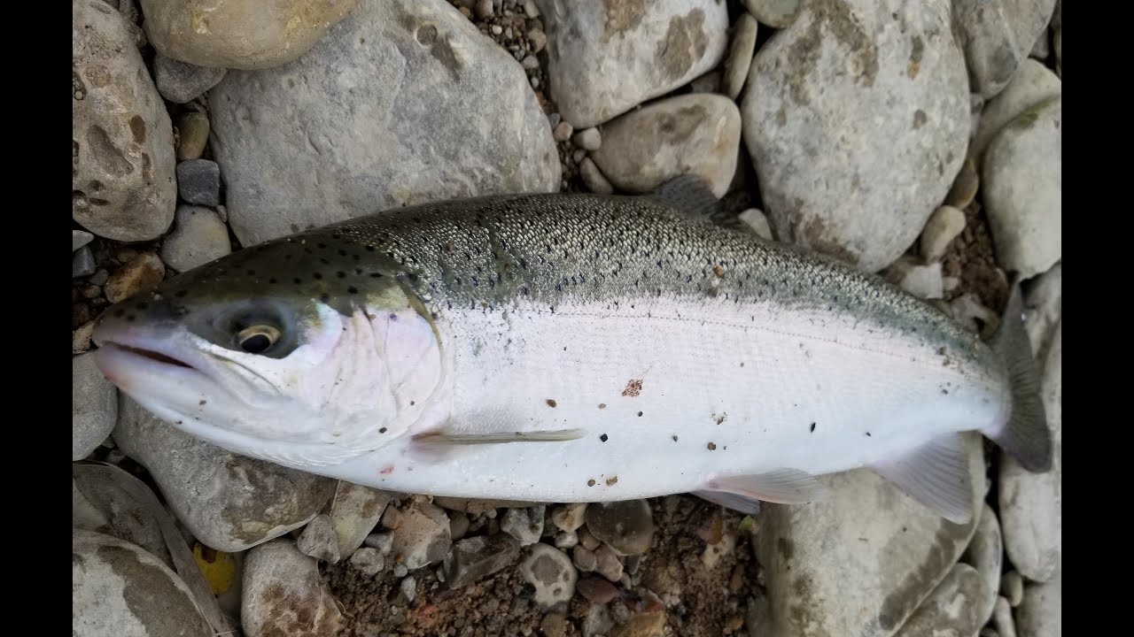 The best steelhead fishing day of 2018 - YouTube