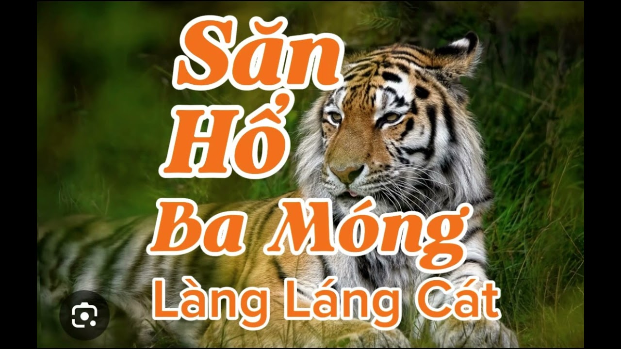 SĂN CỌP BA MÓNG LÀNG LÁNG CÁT | Lê Anh diễn đọc