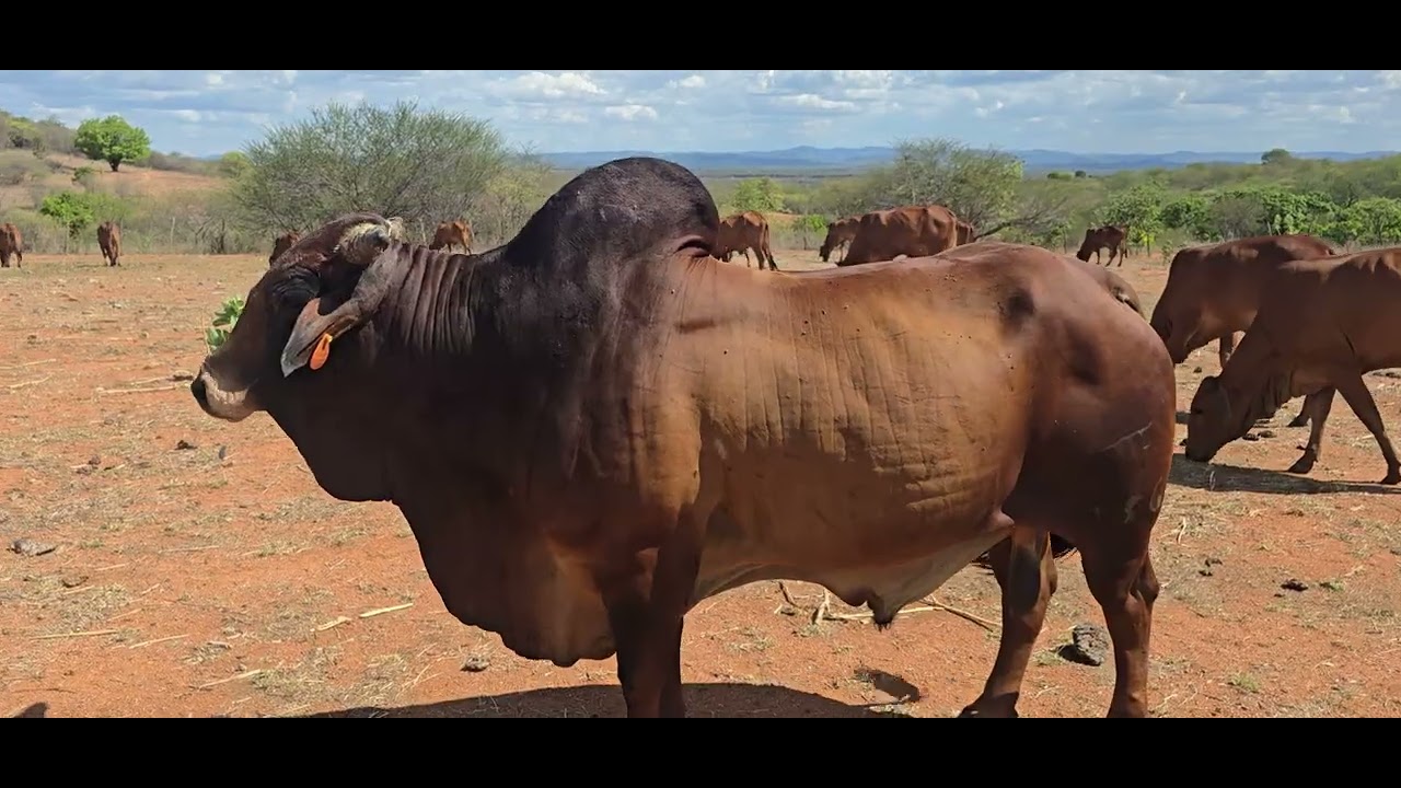NA SECA SÓ OS FORTES RESISTEM. 83 9 96112629