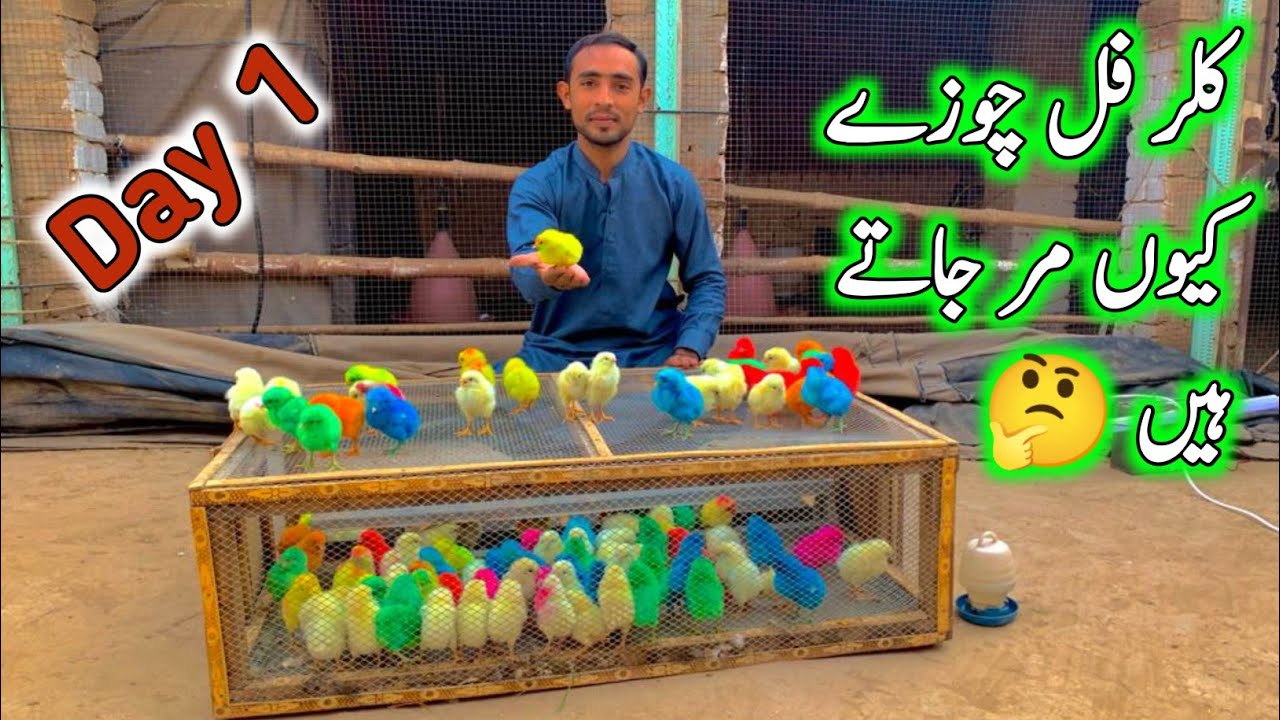 Hum Ne Desert Se Colourfull Chicks Ring Neck Parrot Aur Batair Pakar Leay 😊