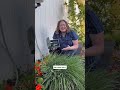 Let us know what drip #irrigation questions you have in the comments. #gardeningtips #veggiegarden