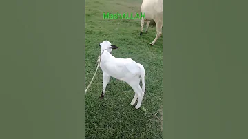 Beautiful Dhani Baby Fateh Jang Bull 