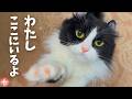 大好き！感情を爆発させて飼い主にアピールする甘えん坊猫が可愛すぎるｗ