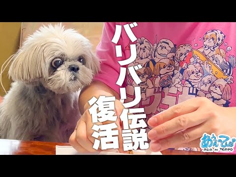 【バリバリ伝説復活】シーズーてんぽの日帰りオバマ【田舎へ帰ろう】