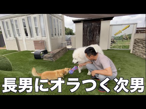 年下グレートピレニーズに怒られるMIX犬 コロ太